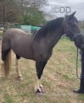 14.2hh Ride and Drive Mare