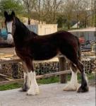 Yearling Shire Colt 