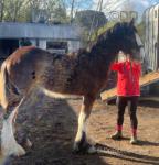 Yearling Shire Colt 