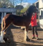 Yearling Shire Colt 