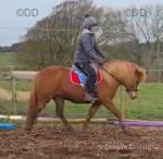 11.2hh Riding Mare