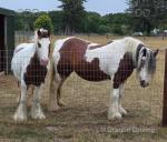 Gypsy and Romi, Ponies