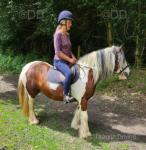 Gypsy and Romi, Ponies