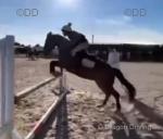 Bracklin Harley, 13.1hh Riding Gelding 