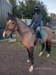 Bracklin Harley, 13.1hh Riding Gelding 