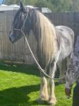 14hh Riding Gelding 