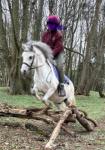 Bumble, 12hh Welsh Section A Riding Gelding 