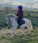 Bumble, 12hh Welsh Section A Riding Gelding 