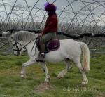 Bumble, 12hh Welsh Section A Riding Gelding 