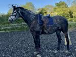 16.2hh Riding Mare