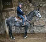 16.2hh Riding Mare