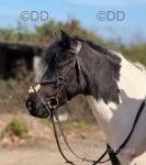 Domino, 13hh Gelding