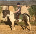 Domino, 13hh Gelding