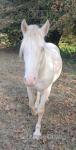 Snowflake, Gelding