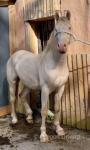 Snowflake, Gelding