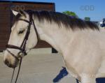 Bear, Gelding