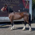 14.1hh Welsh Section D Ride and Drive Mare