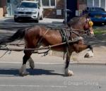 14.1hh Welsh Section D Ride and Drive Mare