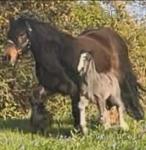 13.2hh Mare with Colt Foal at Foot 