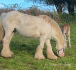 14hh Mare with Colt Foal at Foot