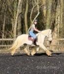 14.1hh Ride and Drive Gelding