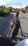 Poppy, 15.3hh Standardbred Ride and Drive Mare