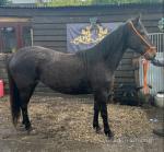 Poppy, 15.3hh Standardbred Ride and Drive Mare