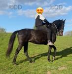Poppy, 15.3hh Standardbred Ride and Drive Mare
