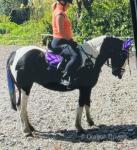 13.3hh Riding Mare