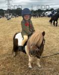 Shetland Ride and Drive Mare
