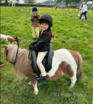 Shetland Ride and Drive Mare