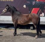 11.3hh Welsh Section A Riding Mare