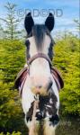  Bluebell, 13hh Riding Mare