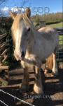 Cindy, 14.1hh Mare