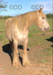 Cindy, 14.1hh Mare