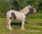2 Year Old Gelding