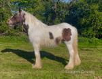 2 Year Old Gelding