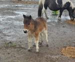 Coedpoeth Bob Dylan, Shetland Colt Foal