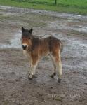 Coedpoeth Bob Dylan, Shetland Colt Foal