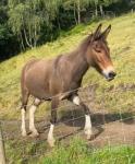 Millie, 13hh Riding Mule