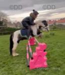 12.2hh Ride & Drive Mare