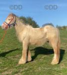 San Cler Banjo, 3 Year Old Gelding