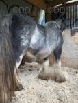 Sky, 13hh Mare in Foal 