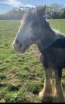 Sky, 13hh Mare in Foal 
