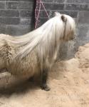Broch Golden Thread, 7.2hh Shetland Stallion