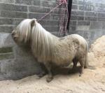 Broch Golden Thread, 7.2hh Shetland Stallion