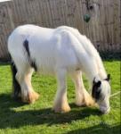 13hh Ride & Drive Mare