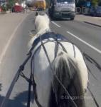 13hh Ride & Drive Mare