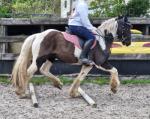 Harry, 13.3hh Riding Gelding