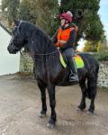 16.2hh Friesian Riding Mare